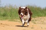 BORDER COLLIE 572